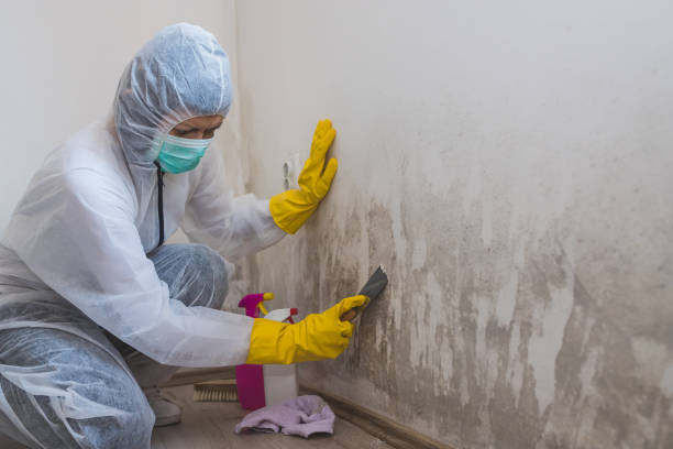 Best Attic Mold Removal  in Gasport, NY